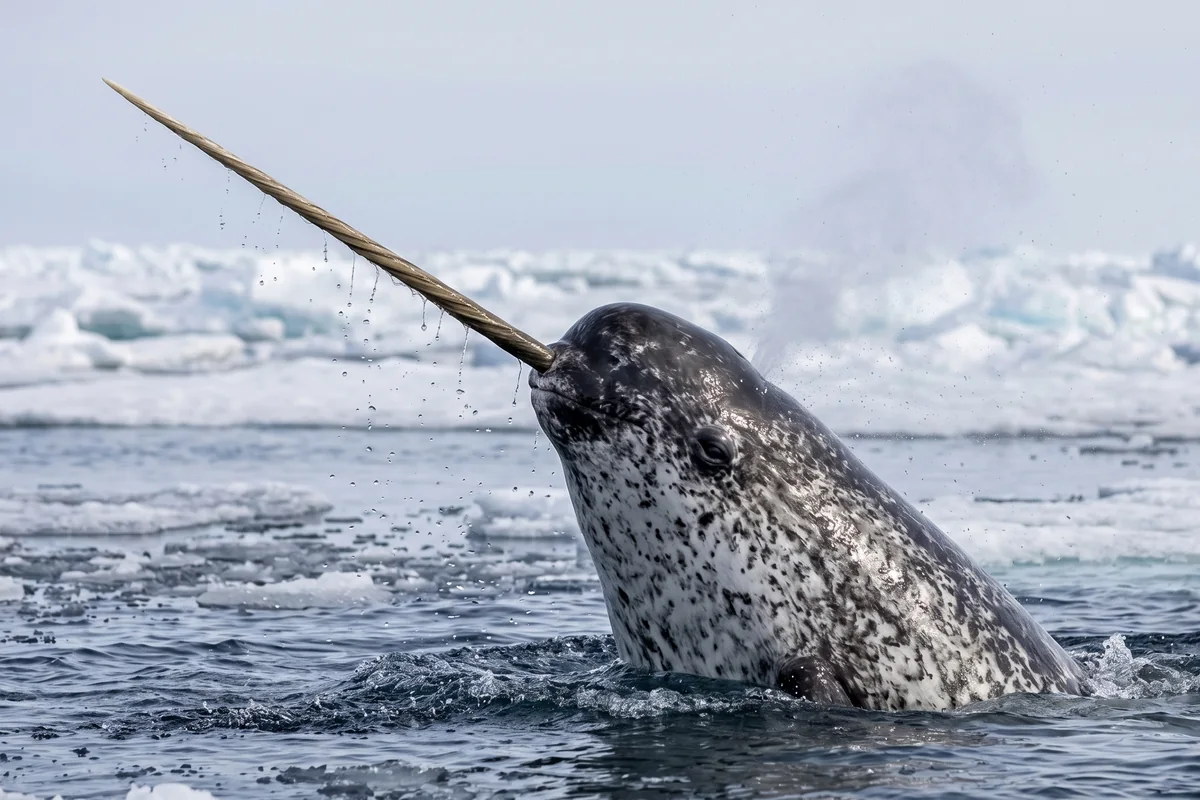 Illustration of a narwhal raising its head above the water with its long spiral tusk angled skyward