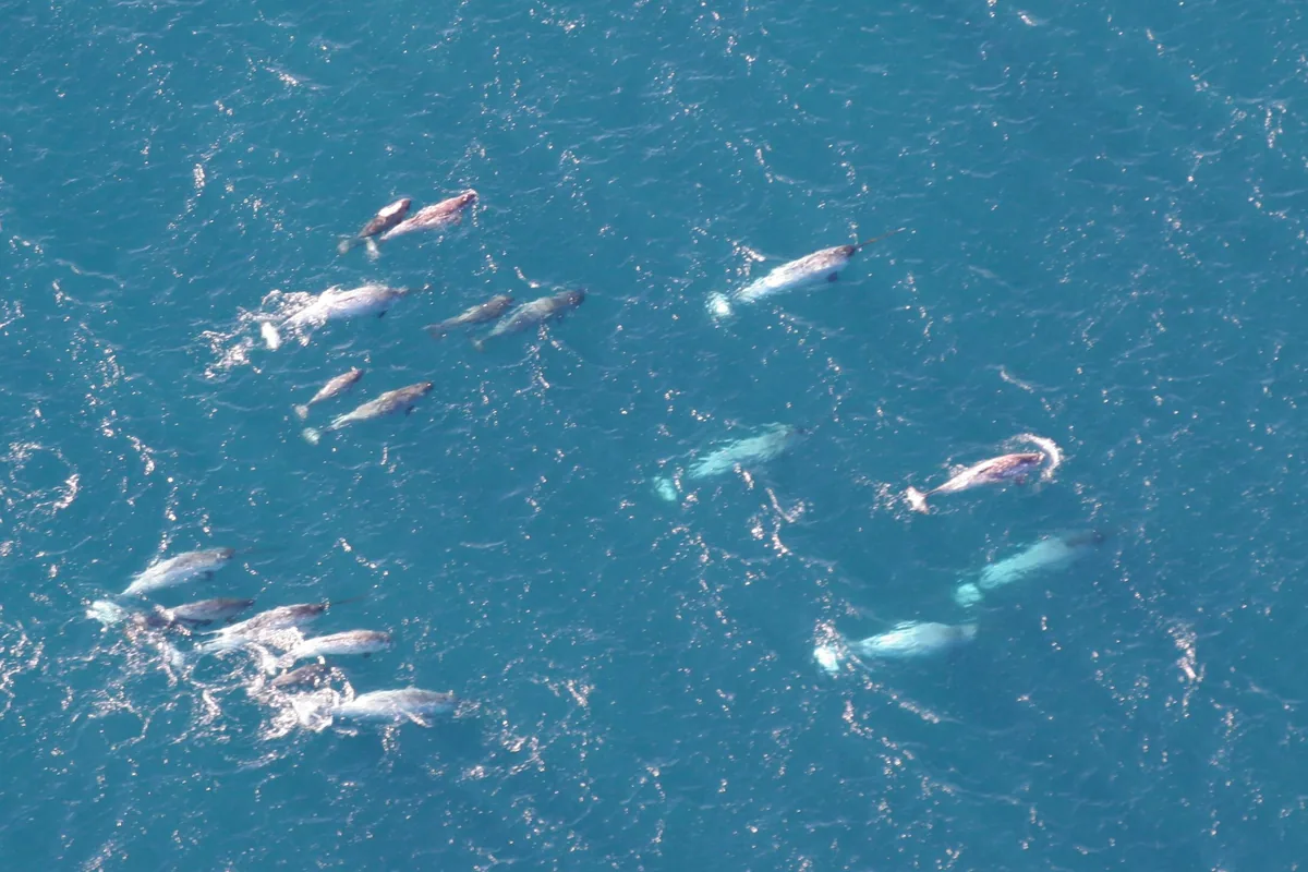 A pod of narwhals off Greenland, several showing long single tusks