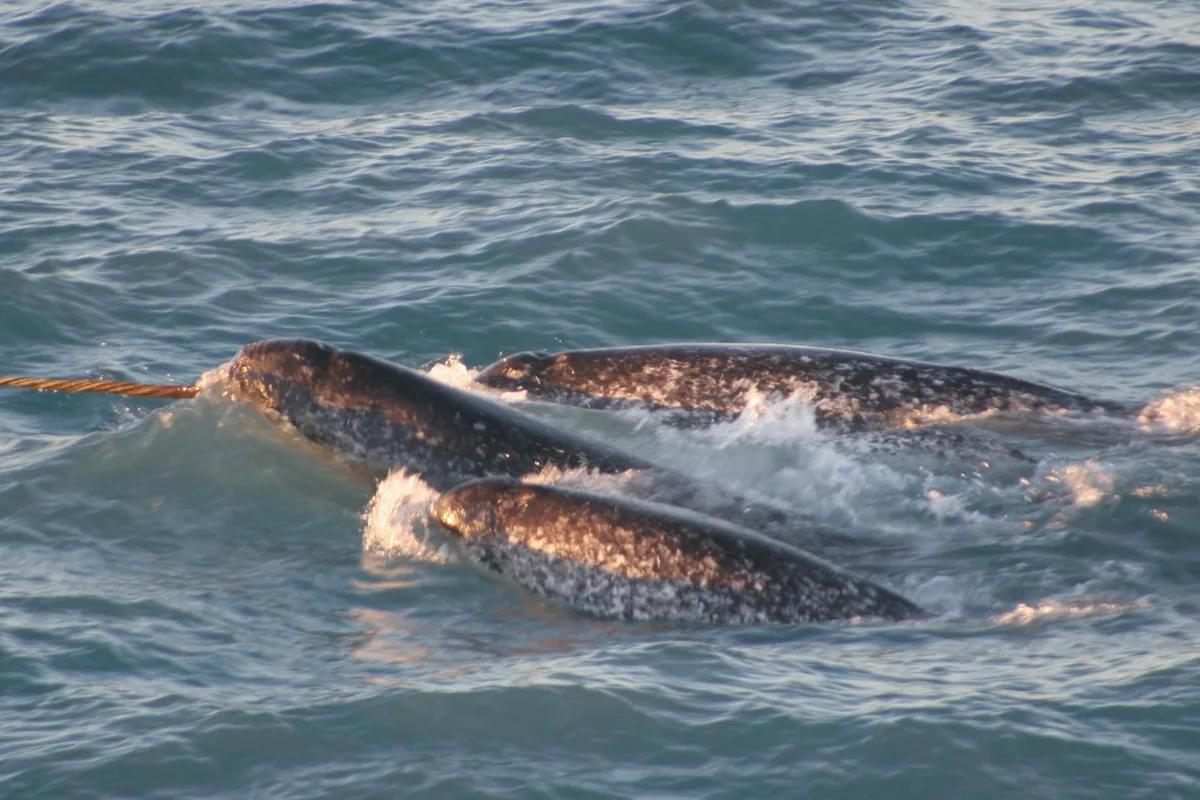 A pod of narwhals showing the spiral configuration of the single tusk