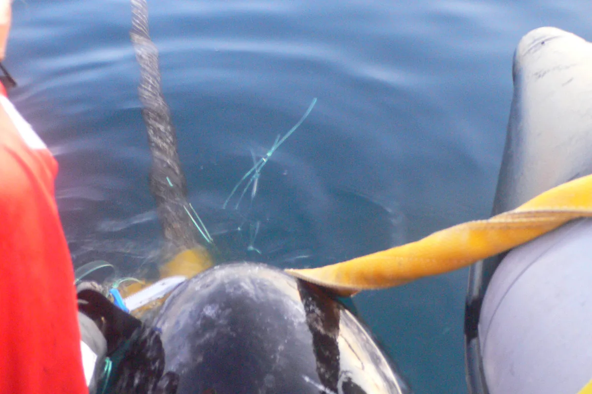 A male narwhal captured and satellite-tagged by researchers