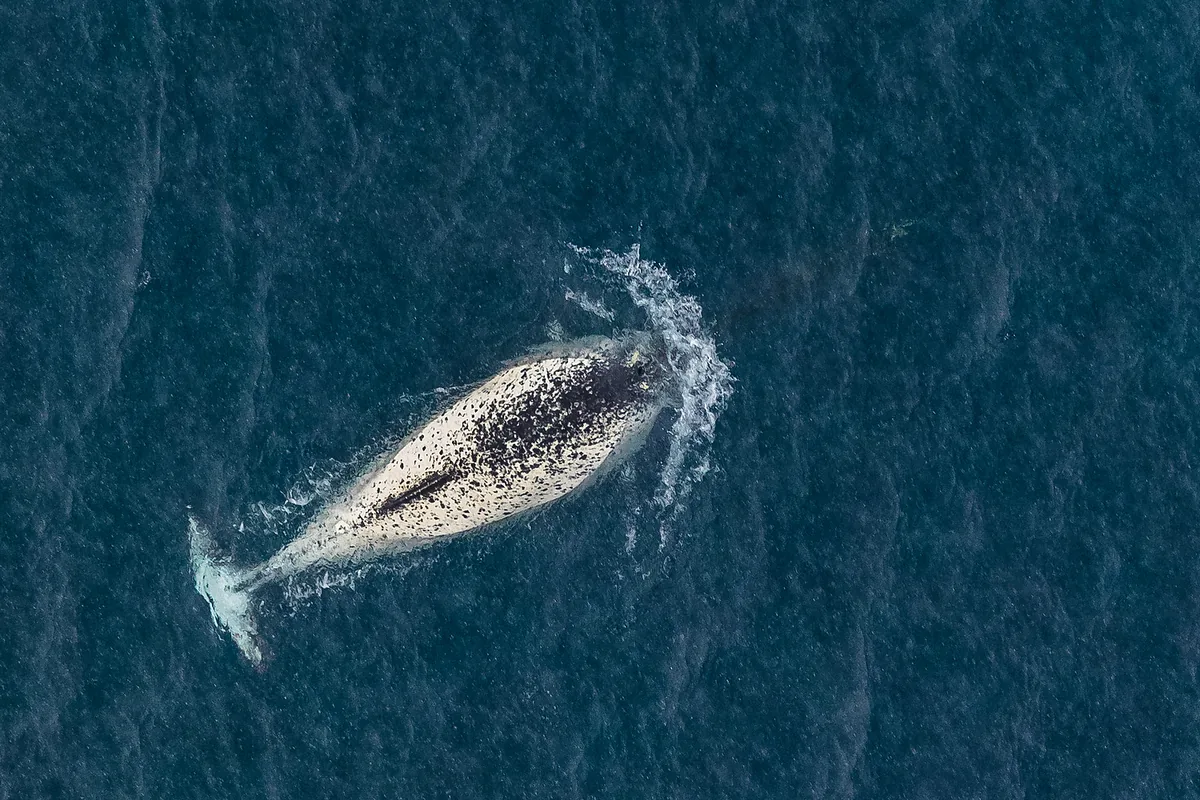 A narwhal near the Franz Josef Land archipelago in the Russian Arctic