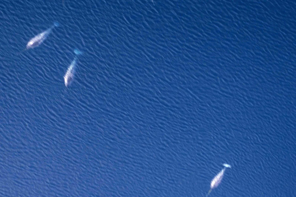 Narwhals in Creswell Bay off Somerset Island, Canadian Arctic