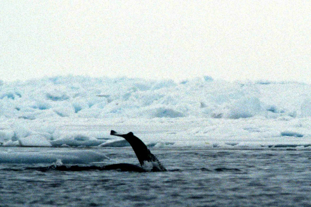 A narwhal at the surface among broken sea ice in the Canadian Arctic