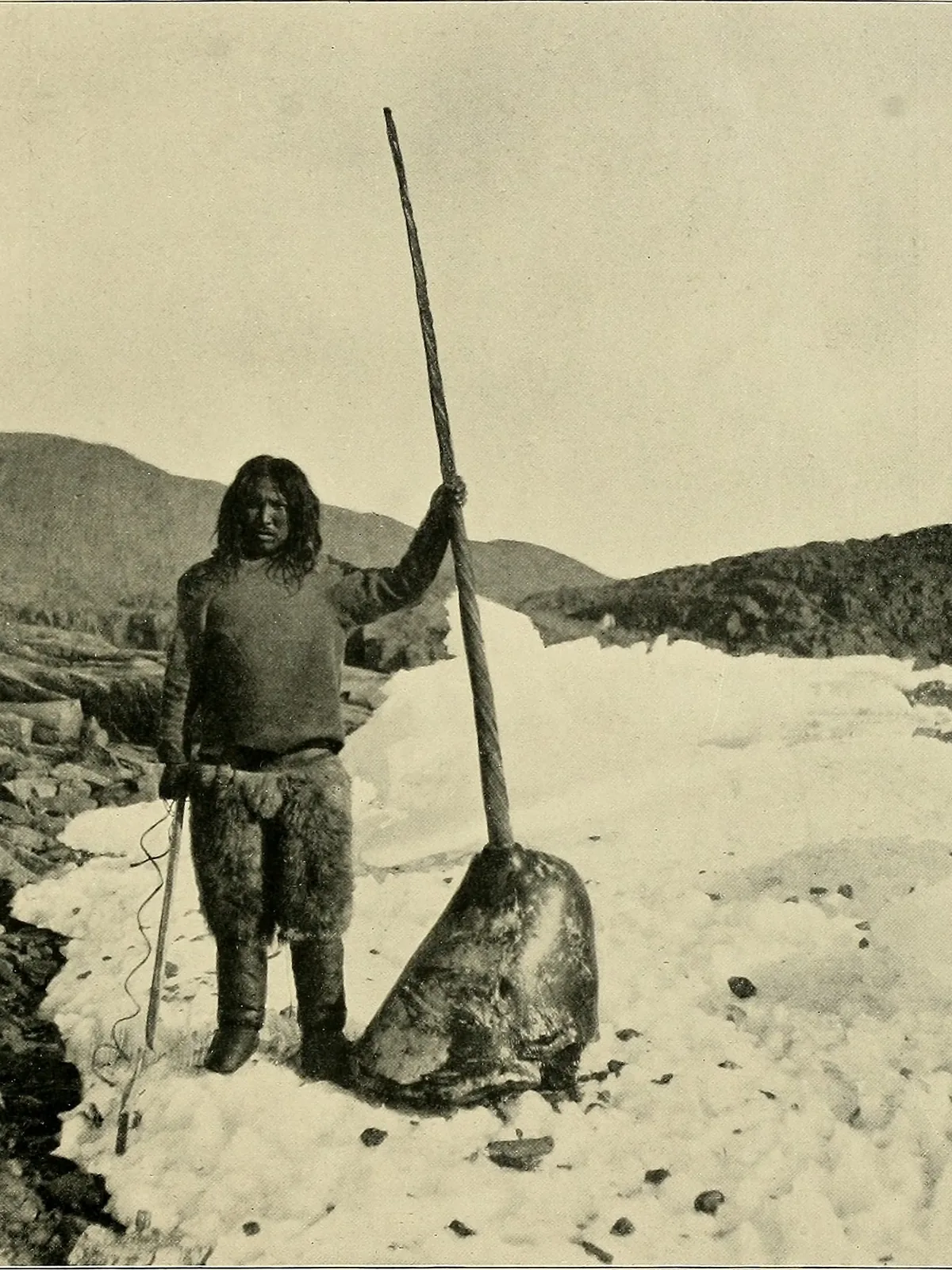 A historical illustration of the narwhal from 'Children of the Arctic' (1903)