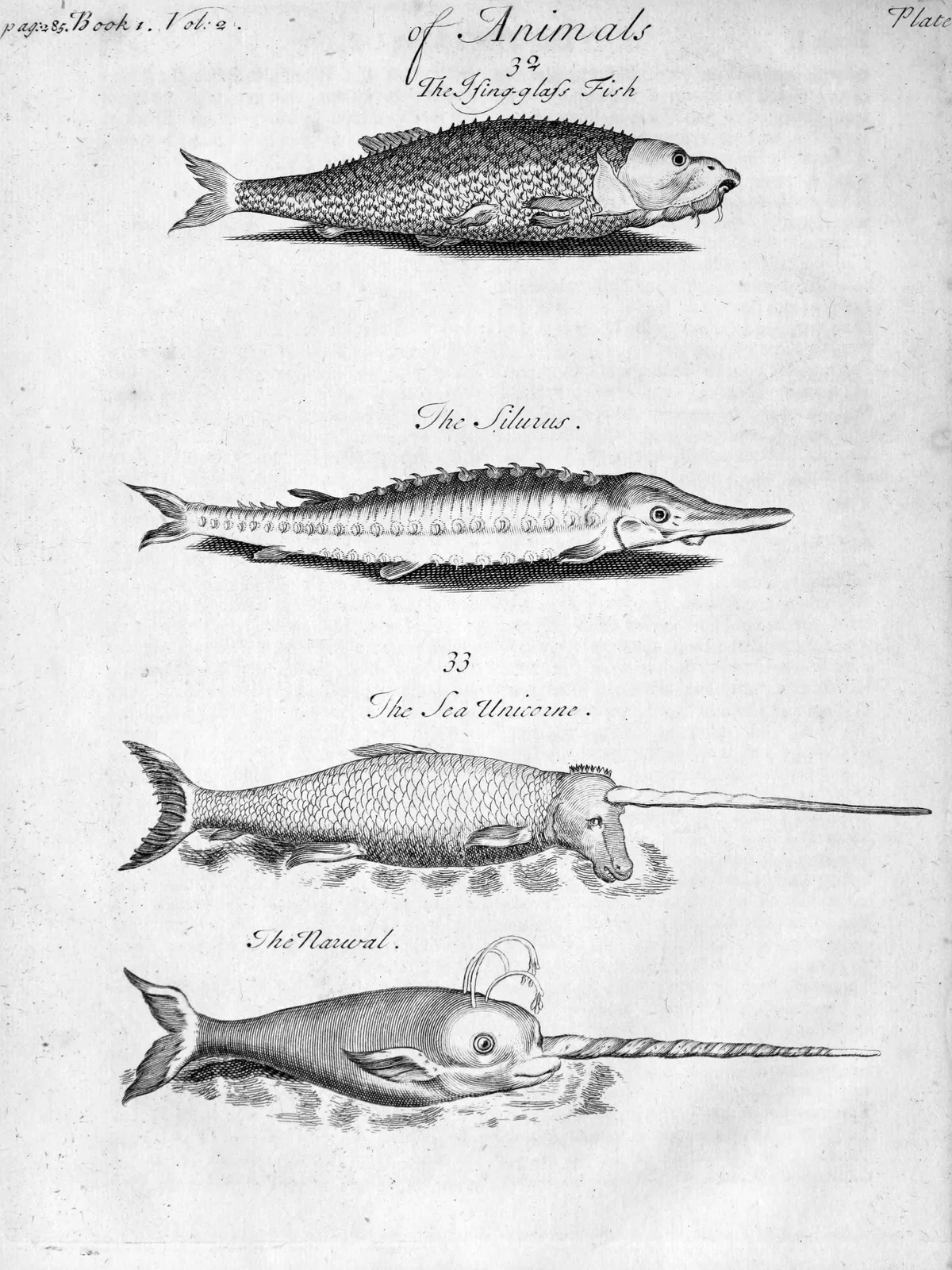 A 17th-century plate depicting the 'Sea-Unicorn & Narwhal' from Pomet's drug compendium