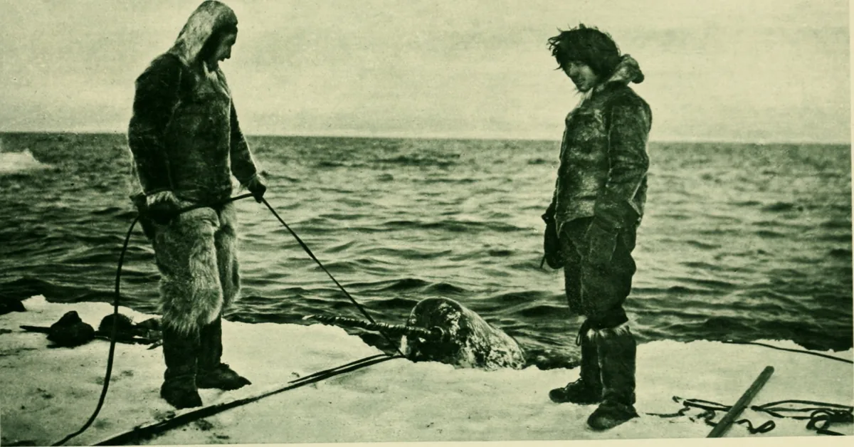 An early-1900s natural-history plate of the narwhal from The American Museum Journal