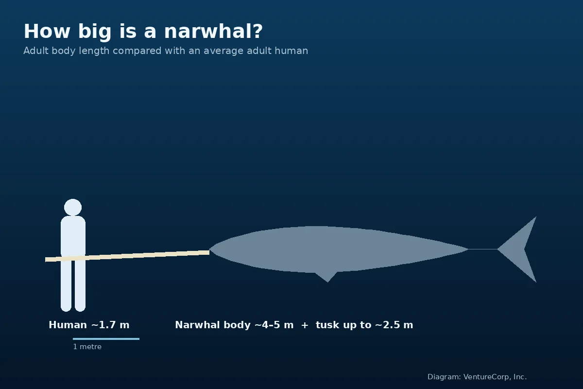 Diagram comparing narwhal body and tusk length with an average adult human