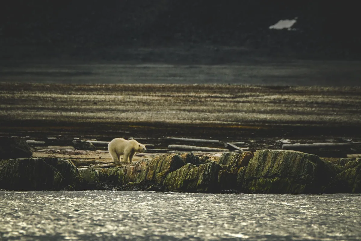 A solitary polar bear traverses a rocky coastline in a serene, natural setting.