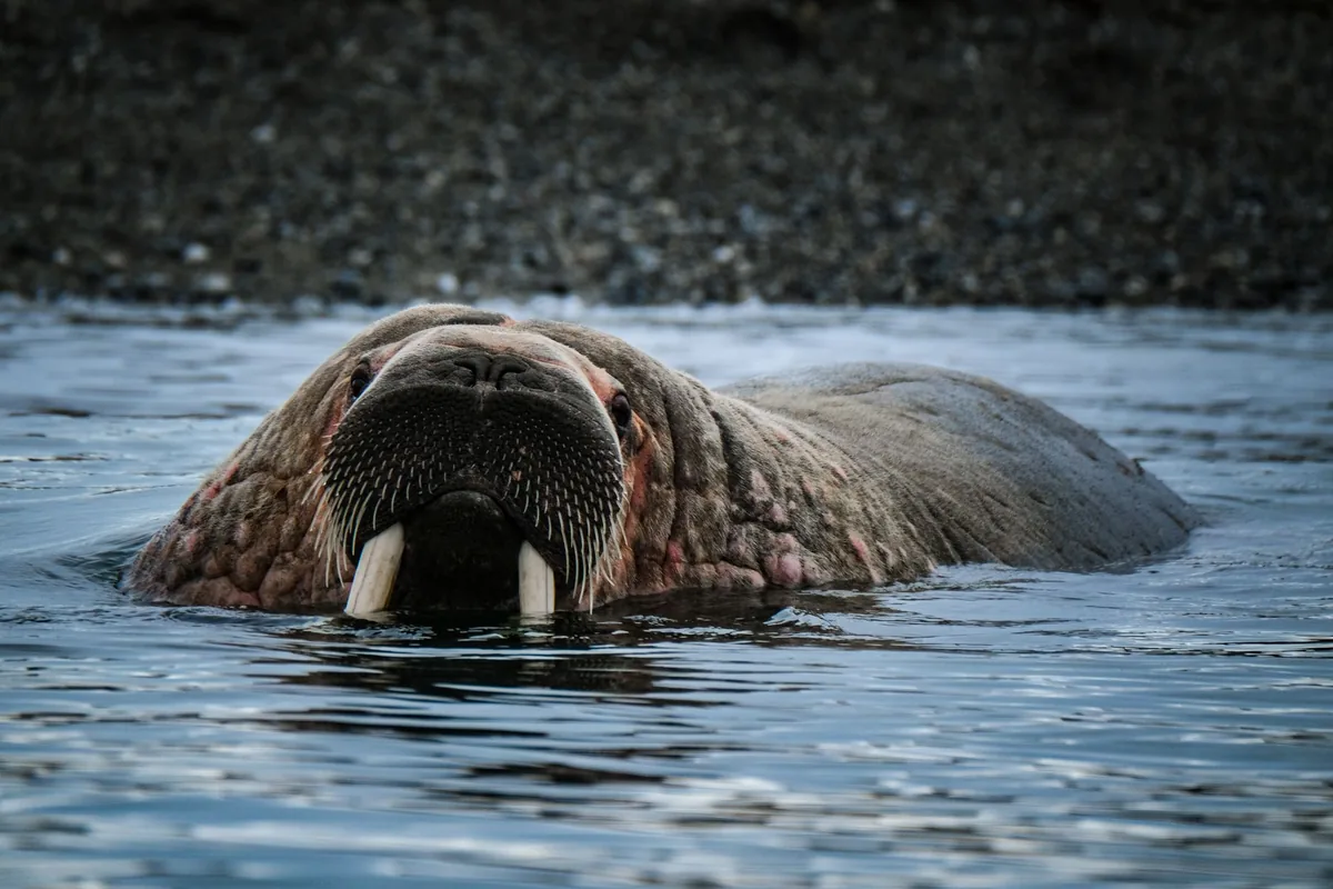 An impressive walrus emerges from the water near a rocky shore, showcasing its majestic tusks.