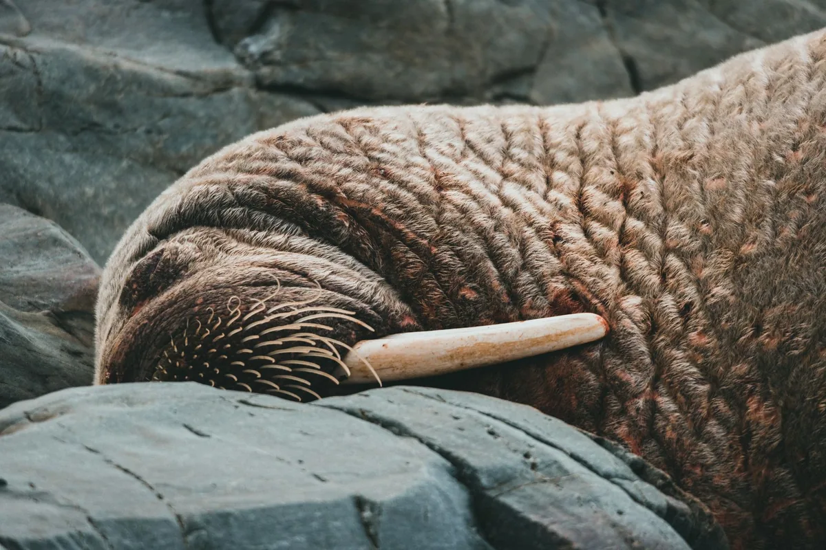Close-up of a walrus with a prominent tusk resting on rocky terrain in the wild.