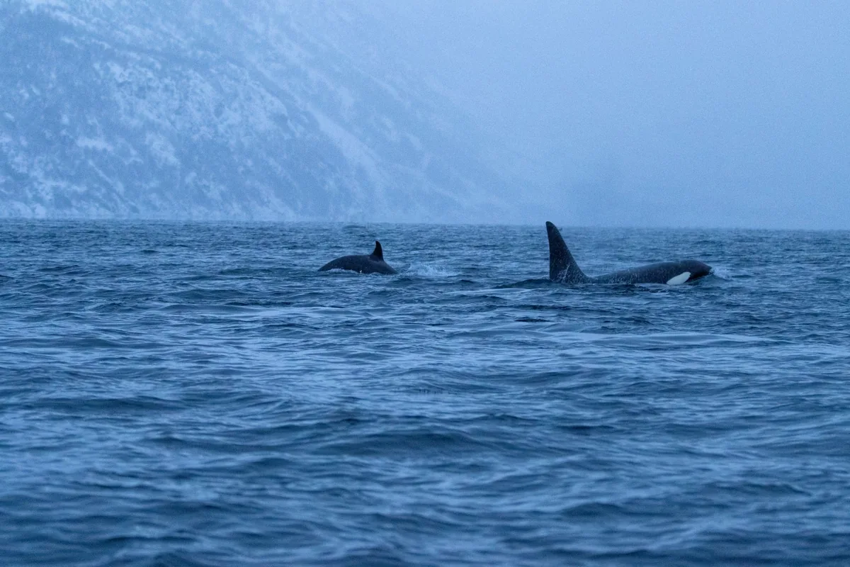 Two orca whales swimming in the cold Arctic sea with a snowy mountainous backdrop at dusk.