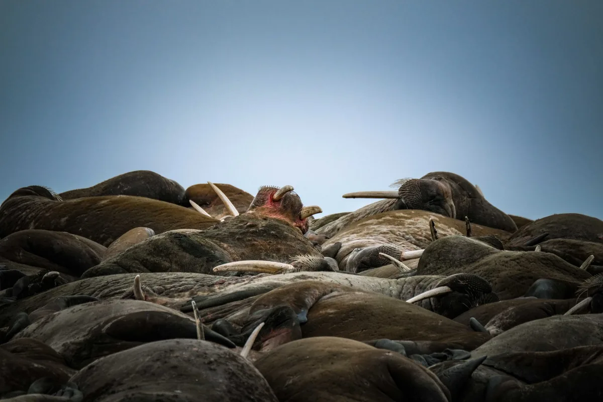 A large group of walruses resting, showcasing wildlife in their natural habitat.